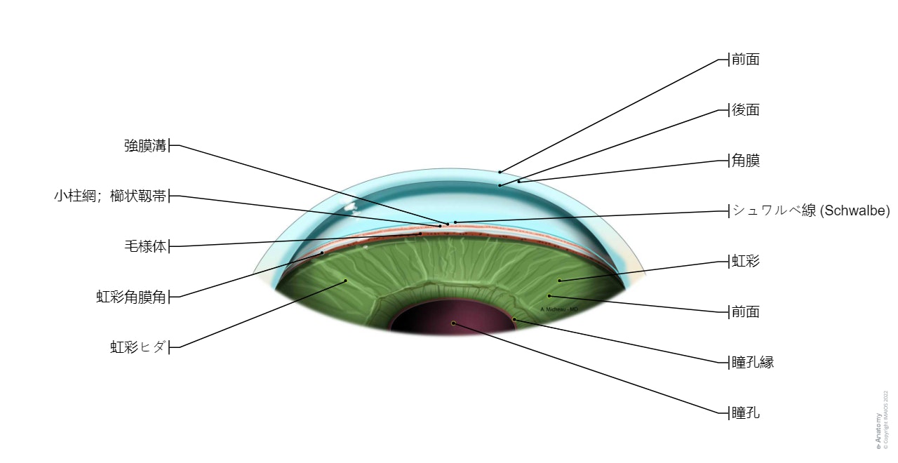 虹彩角膜角-隅角鏡検査: 角膜, シュワルベ線, 強膜溝, 小柱網；櫛状靱帯