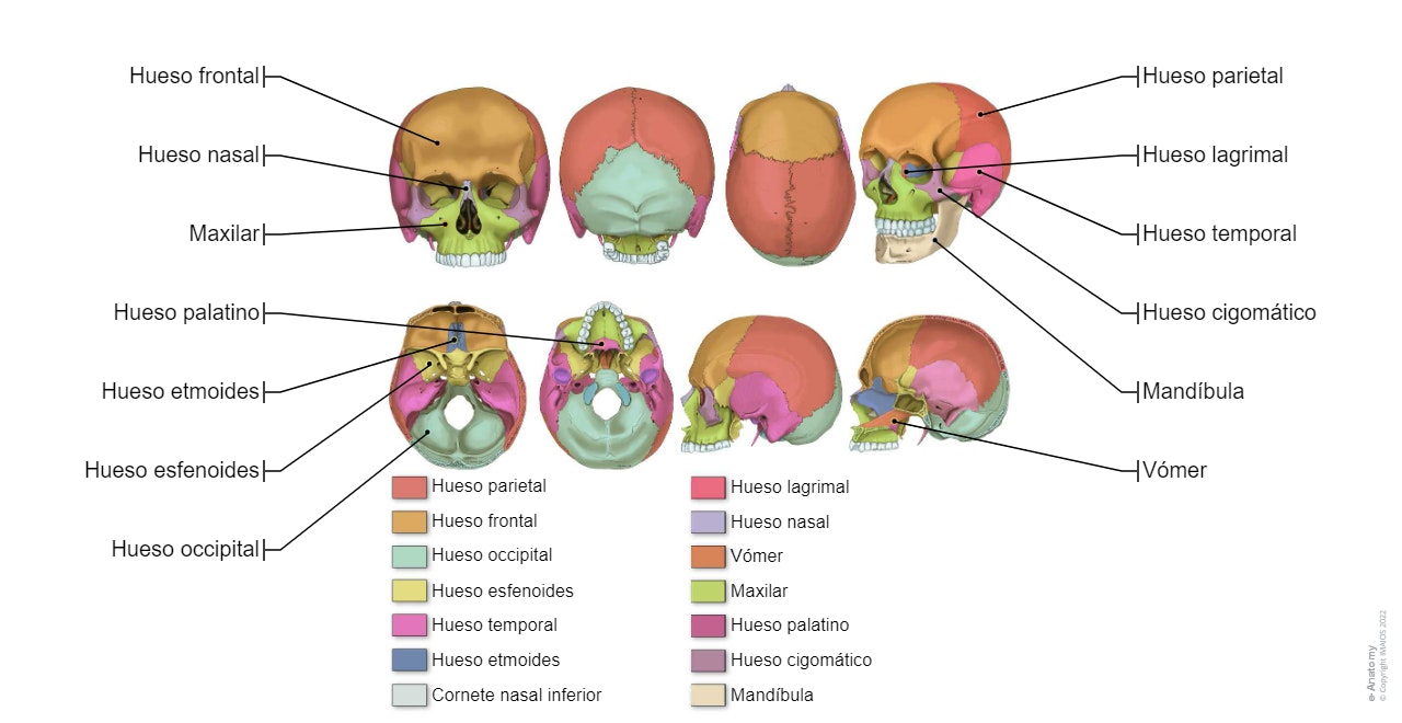 Huesos del cráneo - Anatomía