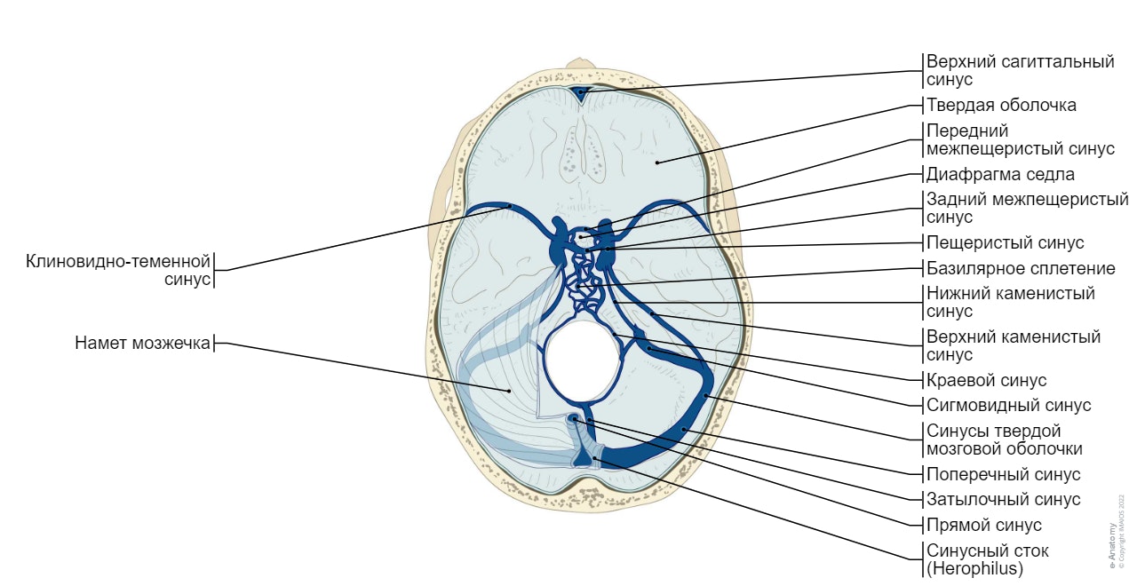 Синусы твердой мозговой оболочки - Мозговые вены : Атлас анатомии человека : Поперечный синус, Синусный сток, Краевой синус, Затылочный синус, Базилярное сплетение,, Каменисто-чешуйчатый синус Сигмовидный синус, Верхний сагиттальный синус, Нижний сагиттальный синус, Прямой синус, Нижний каменистый синус, Верхний каменистый синус, Пещеристый синус, Передний межпещеристый синус, Задний межпещеристый синус, Клиновидно-теменной синус
