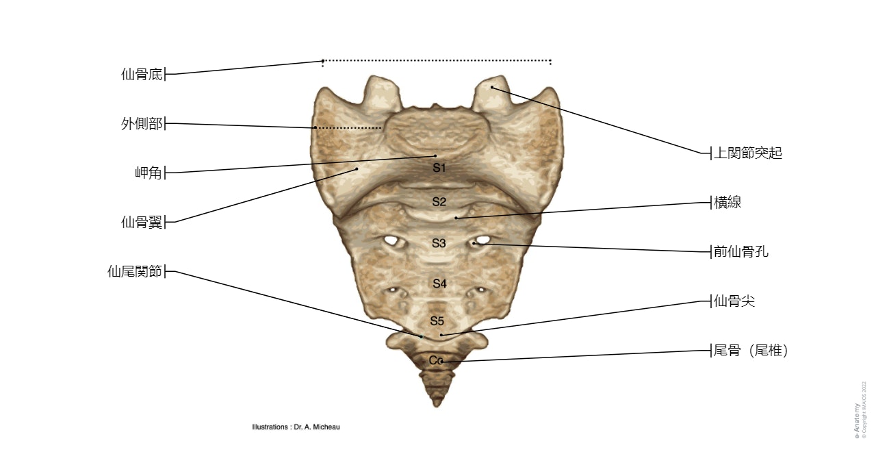 腰椎[L1－L5] : 副突起, 肋骨突起, 椎孔, 椎弓板, 椎体, 椎間円板, 髄核