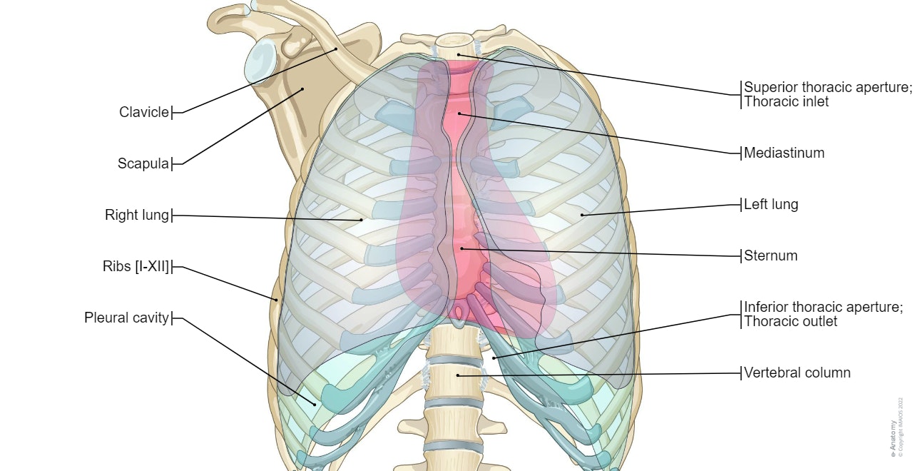Normal female anatomy of the chest (thoracic) cavity and lungs