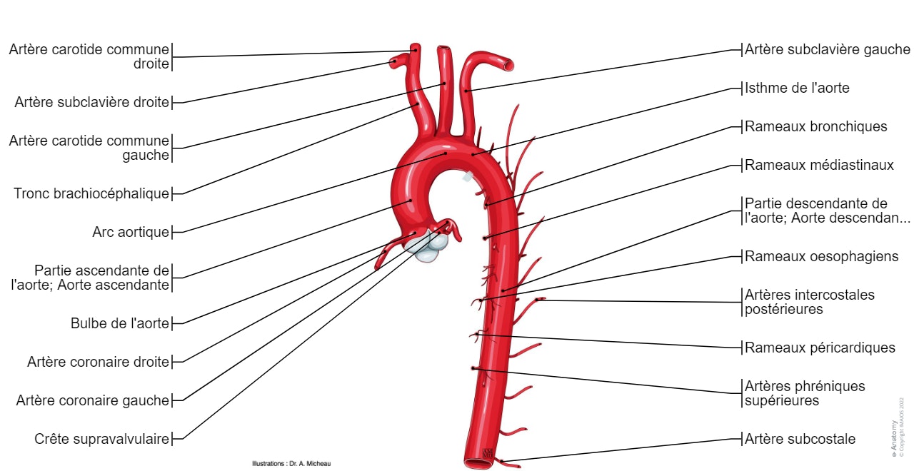 Aorte - Anatomie : Partie ascendante de l'aorte; Aorte ascendante, Bulbe de l'aorte, Arc aortique, Isthme de l'aorte