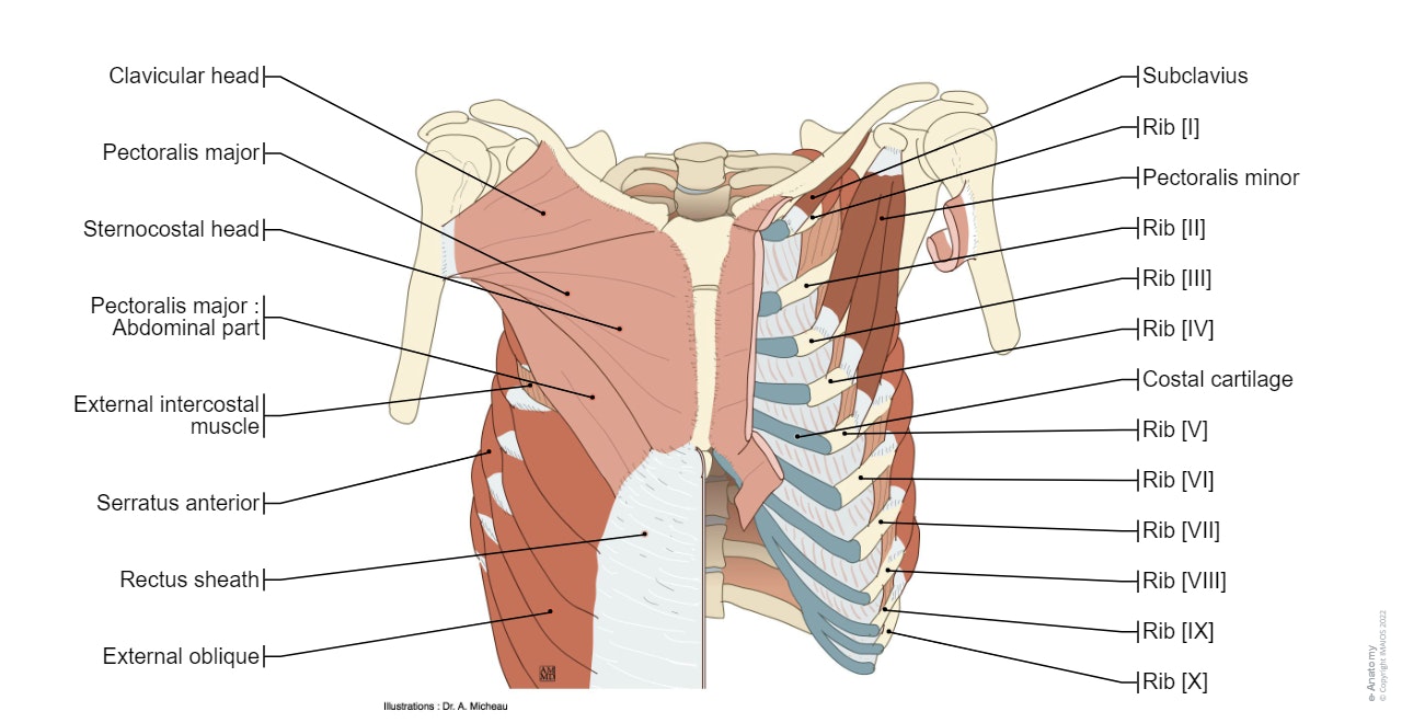 Muscles of thorax : Sternalis; Sternalis muscle, Pectoralis major, Pectoralis minor, Subclavius, Serratus anterior