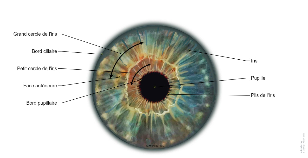 Iris: Grand cercle de l'iris, Pupille, Plis de l'iris