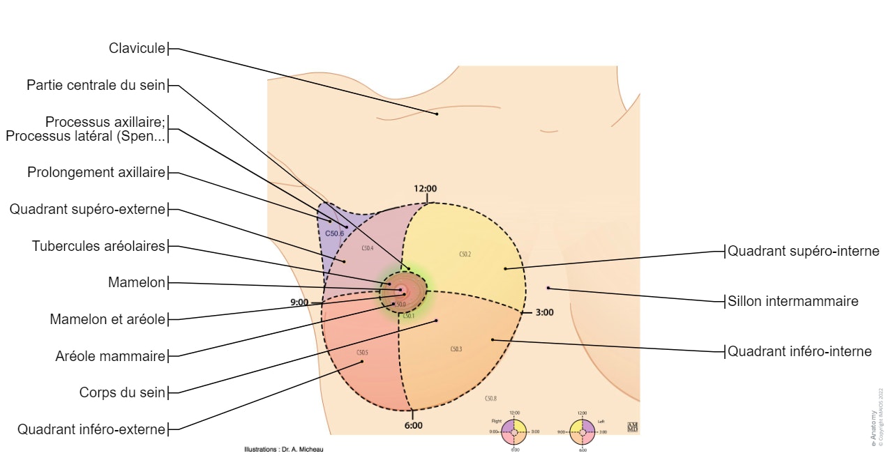 Quadrants du sein: Mamelon et aréole, Partie centrale du sein, Prolongement axillaire