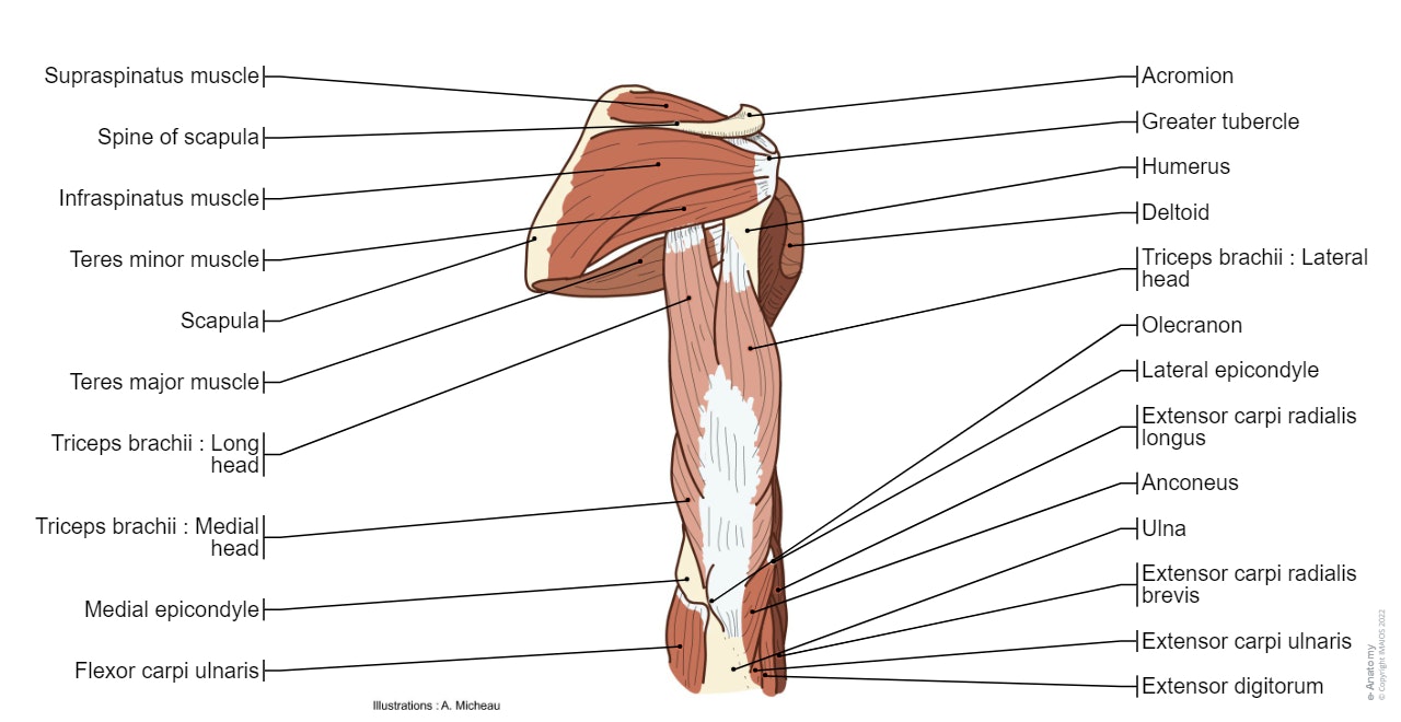 Upper limb anatomy illustrations