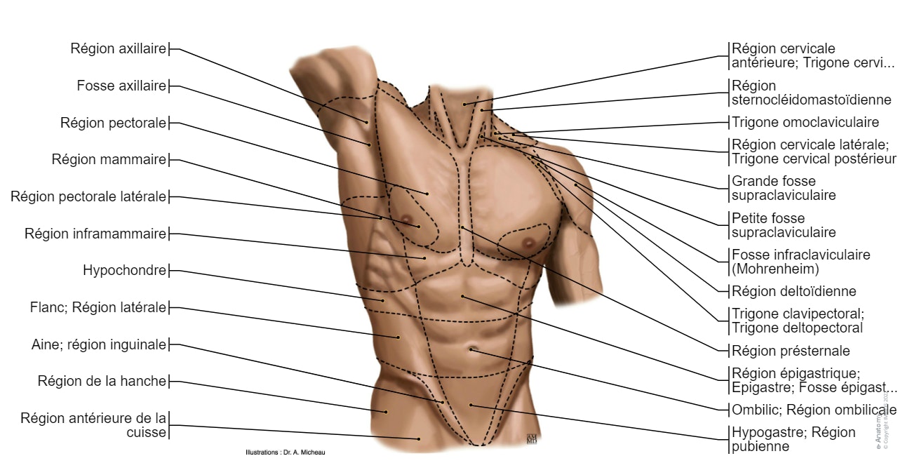 Tronc - Anatomie de surface : Région pectorale, Région mammaire, Hypochondre, Région présternale, Ligne médioclaviculaire