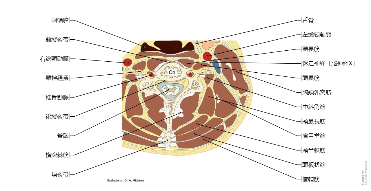 軸方解剖学頚