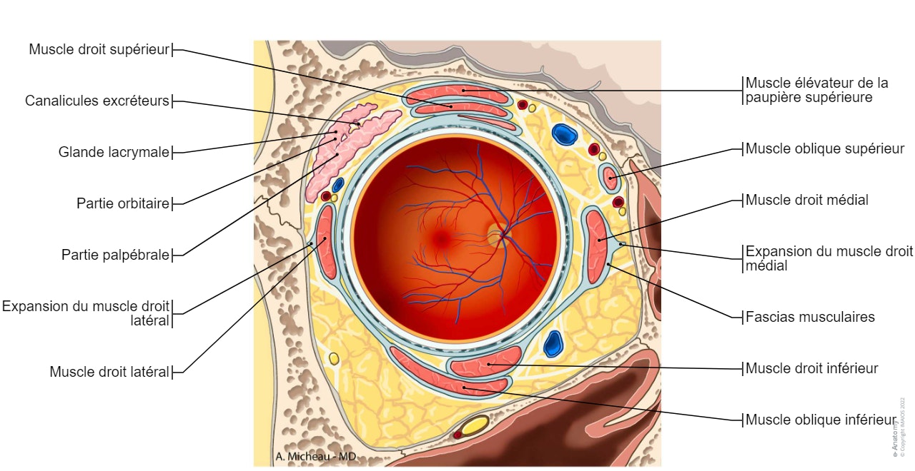 Oeil - Cavité orbitaire: Coupe frontale