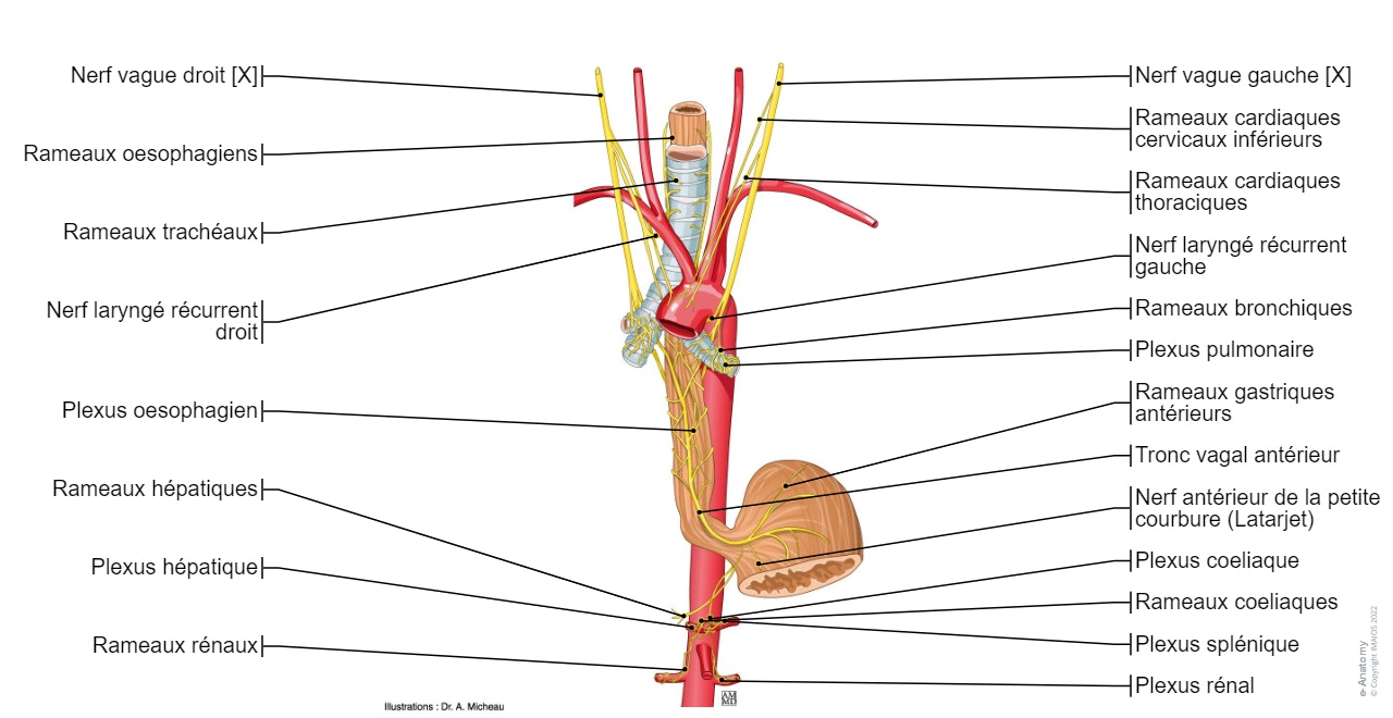 Nerf vague [X] : Rameaux cardiaques cervicaux supérieurs, Nerf laryngé récurrentPlexus pulmonaire, Plexus oesophagien, Tronc vagal antérieur
