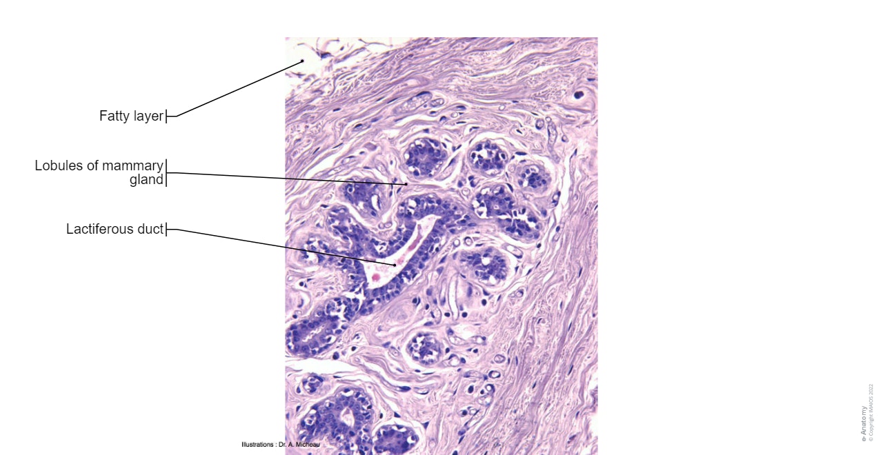 Breast - Histology : Mammary gland,Lobes of mammary gland, Lobules of mammary gland, Lactiferous duct, Lactiferous sinus