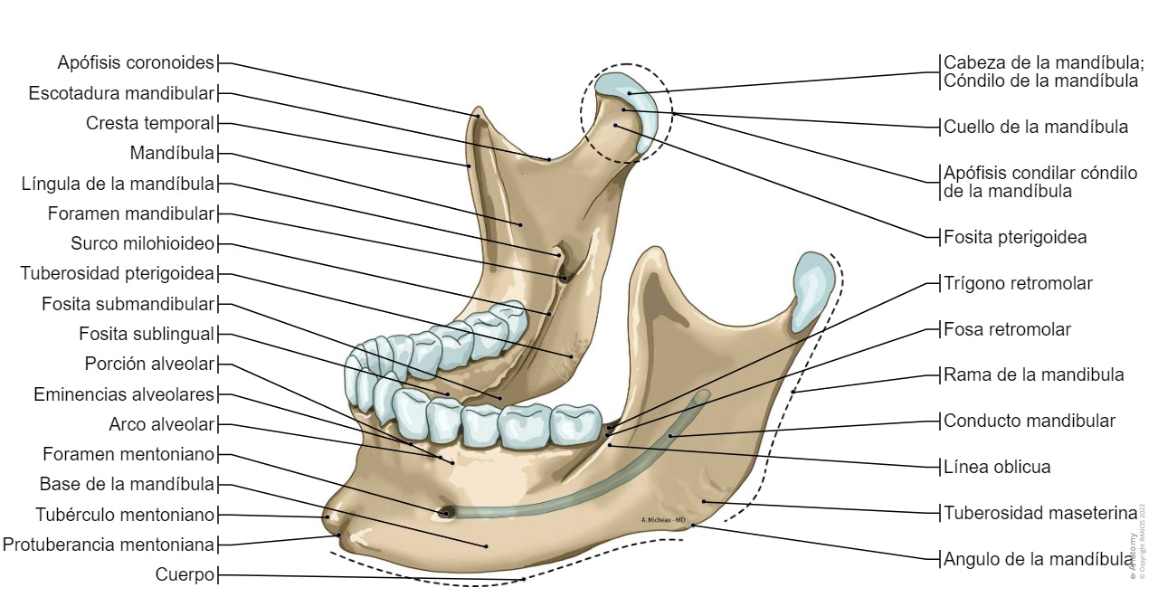 Mandíbula: Protuberancia mentoniana, Fosa digástrica, Rama de la mandibula, Conducto mandibular, Apófisis condilar cóndilo de la mandíbula