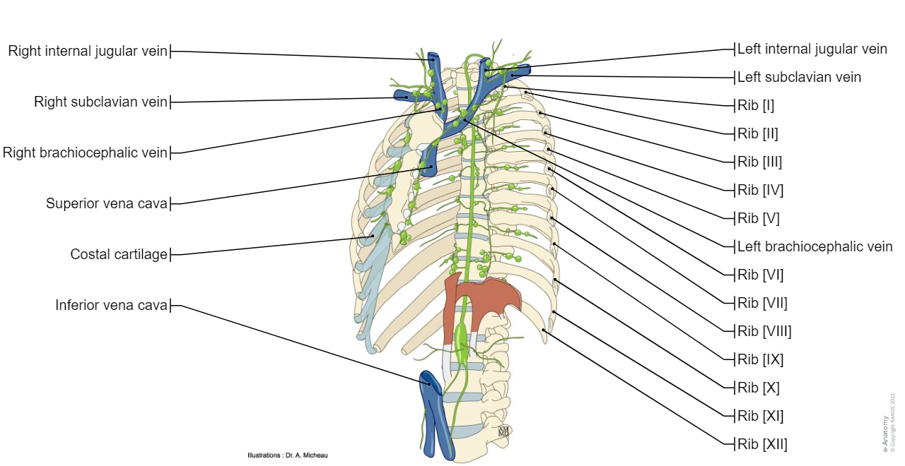 Thoracic duct: Arch of thoracic duct, Cisterna chyli; Chyle cistern, Thoracic lymph nodes, Parasternal nodes, Intercostal nodes, Superior diaphragmatic nodes