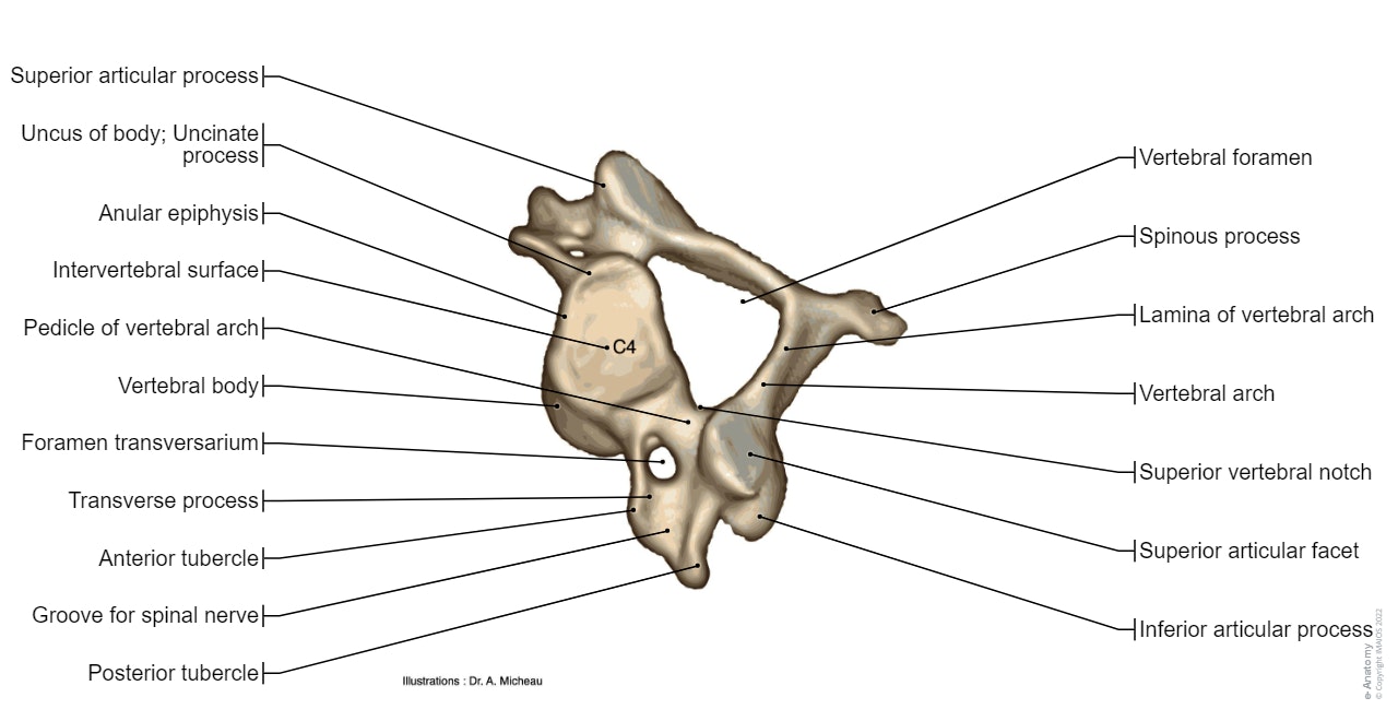 3D Anatomy of a cervical vertebra (C4) (A. Micheau, MD - E-anatomy - Imaios)
