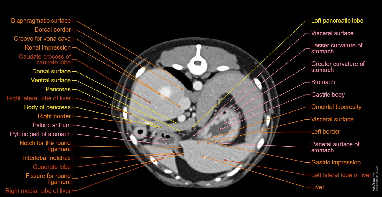 Cross-sectional labeled anatomy of the abdomen and male pelvis of the dog on CT imaging (liver, hepatic segmentation, pancreas, biliary tract, digestive tract, small and large intestine, kidney, bladder, genital organs, peritoneum)