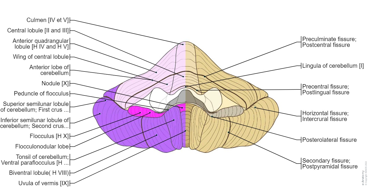 Cerebellum - Anterior view - Diagram : General Anatomy, Vermis of cerebellum [I-X], Cerebellar fissures,  Folia of cerebellum,  Hemisphere of cerebellum [H II - H X],  Vallecula of cerebellum, Anterior lobe of cerebellum Lingula of cerebellum [I] Precentral fissure; Postlingual fissure Central lobule [II and III] Anterior part; Ventral part [II] Posterior part; Dorsal part [III] Wing of central lobule Inferior part; Ventral part [H II] Superior part; Dorsal part [H III] Preculminate fissure; Postcentral fissure Culmen [IV et V] Anterior part; Ventral part [IV] Intraculminate fissure Posterior part; Dorsal part [V] Anterior quadrangular lobule [H IV and H V] Anterior part; Ventral part [H IV] Posterior part; Dorsal part [H V] Primary fissure; Preclival fissure Posterior lobe of cerebellum Simple lobule [H VI and VI] Declive [VI] Posterior quadrangular lobule [H VI] Posterior superior fissure; Postclival fissure Folium of vermis [VII A] Semilunar lobules; Ansiform lobule [H VII A] Superior semilunar lobule of cerebellum; First crus of aniform lobule of cerebellum [H VII A] Horizontal fissure; Intercrural fissure Inferior semilunar lobule of cerebellum; Second crus of ansiform lobule of cerebellum [H VII A] Lunogracile fissure; Ansoparamedian fissure Tuber of vermis [VII B] Gracile lobule; Paramedian lobule [H VII B] Prebiventral fissure; Prepyramidal fissure Pyramis of vermis [VIII] Biventral lobule( H VIII) Lateral part; Pars copularis [H VIII A] Intrabiventral fissure; Anterior inferior fissure Medial Part; Dorsal parafloccularis H VIII B Secondary fissure; Postpyramidal fissure Uvula of vermis [IX] Tonsil of cerebellum; Ventral paraflocculus [H IX] Posterolateral fissure Flocculonodular lobe Nodule [X] Peduncle of flocculus Flocculus [H X]
