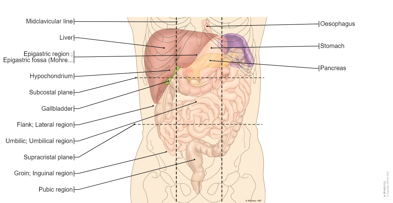 Abdomen and digestive system diagrams: normal anatomy