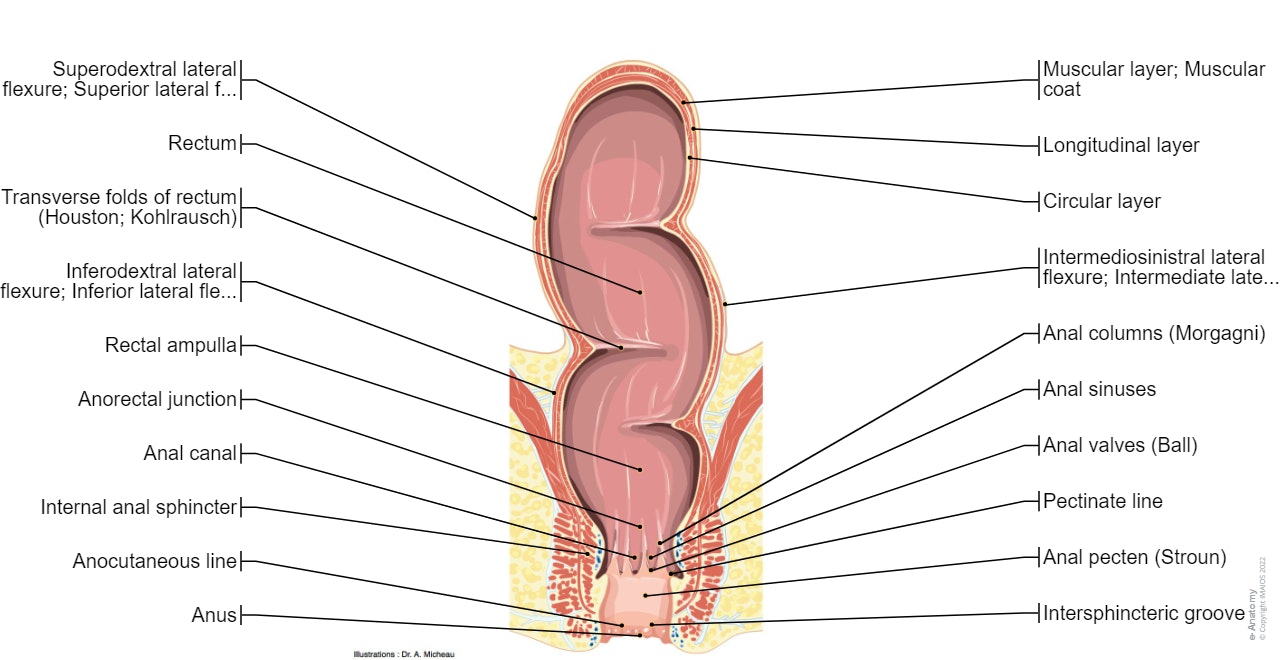 Rectum - Anal canal: Coronal section