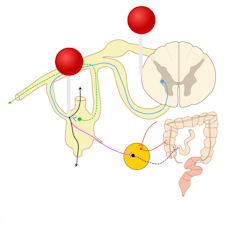 Autonomic nervous system Illustration with pins