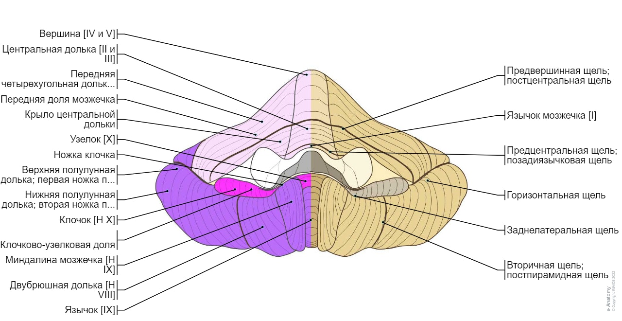 Мозжечок - Вид спереди - Схема : Общая анатомия, Червь мозжечка [I-X], Щели мозжечка,  Листки мозжечка,  Полушарие мозжечка [H II - H X],  Долинка мозжечка, Передняя доля мозжечка Язычок мозжечка [I] Предцентральная щель; позадиязычковая щель Центральная долька [II и III] Передняя часть [II] Задняя часть [III] Крыло центральной дольки Нижняя часть [Н II] Верхняя часть [Н III] Предвершинная щель; постцентральная щель Вершина [IV и V] Передняя часть [IV] Внутривершинная щель Задняя часть [V] Передняя четырехугольная долька [H IV и H V] Передняя часть [H IV] Задняя часть [H V] Первичная щель; предскатная щель Задняя доля мозжечка Простая долька [H VI и VI] Скат [VI] Задняя четырехугольная долька [Н VI] Задняя верхняя щель; позадискатная щель Листок червя [VII а] Полулунные дольки ; петлевидная долька [Н VII а] Верхняя полулунная долька; первая ножка петлевидной дольки [Н VII а] Горизонтальная щель Нижняя полулунная долька; вторая ножка петлевидной дольки [Н VII а] Полулунно-тонкая щель Бугор [VII В] Тонкая долька; парамедианная долька [Н VII В] Преддвубрюшная щель; предпирамидная щель Пирамида [VIII] Двубрюшная долька [Н VIII] Латеральная часть двубрюшной дольки; связанная часть парамедианной дольки [Н VIII А] Внутридвубрюшная щель; передняя нижняя щель Медиальная часть двубрюшной дольки; задняя околоклочковая долька [Н VIII В] Вторичная щель; постпирамидная щель Язычок [IX] Миндалина мозжечка [Н IX] Заднелатеральная щель Клочково-узелковая доля Узелок [X] Ножка клочка Клочок [Н X]