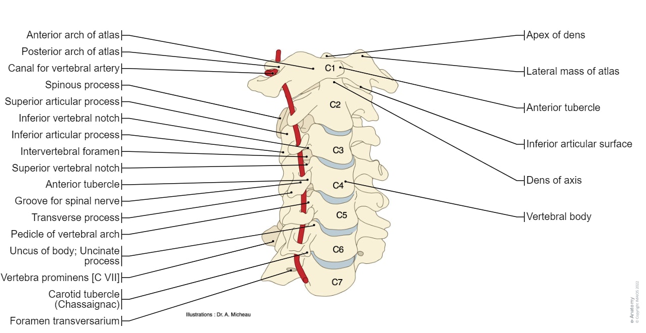 Anatomy of the cervical column and cervical vertebrae, including atlas, axis and canal for vertebral artery