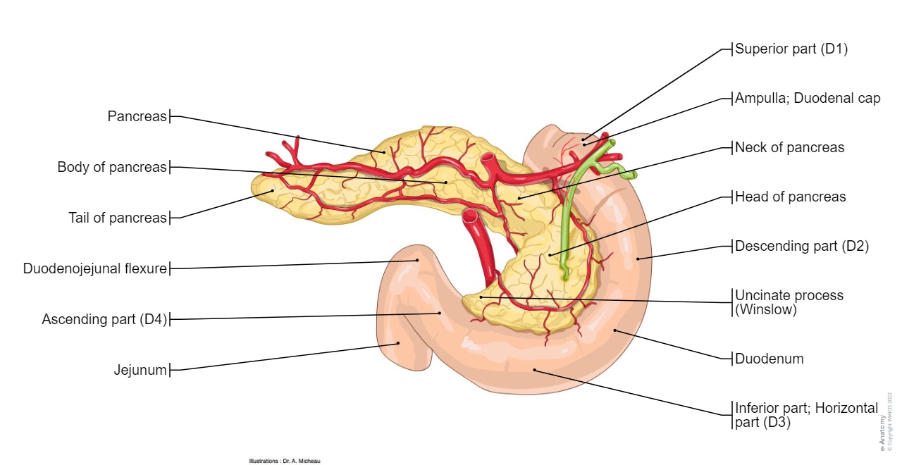 Abdomen - Arteries: Coeliac trunk, Splenic artery, Hepatic artery proper, Superior mesenteric artery