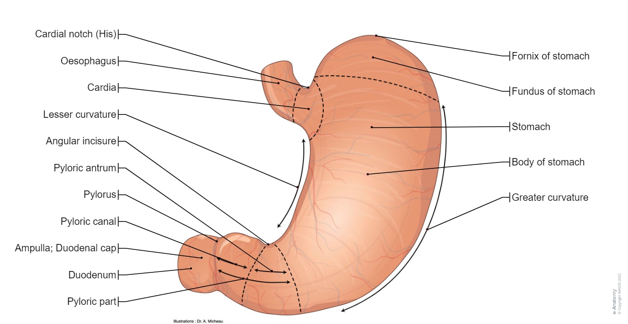 Stomach: Greater curvature, Lesser curvature, Cardia, Fundus of stomach, Pylorus