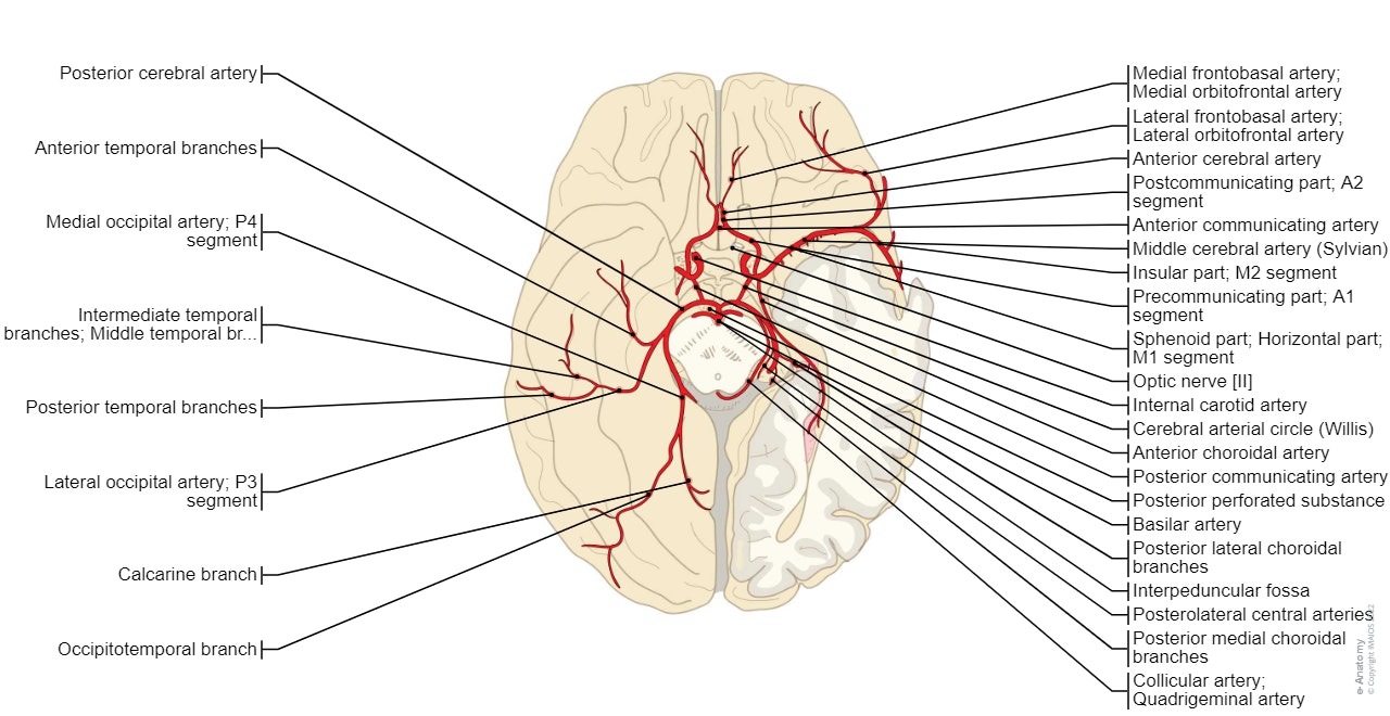 Arteries of brain : Cerebral arterial circle, Anterior cerebral artery, Middle cerebral artery, Posterior cerebral artery, Posterior communicating artery, Anterior communicating artery