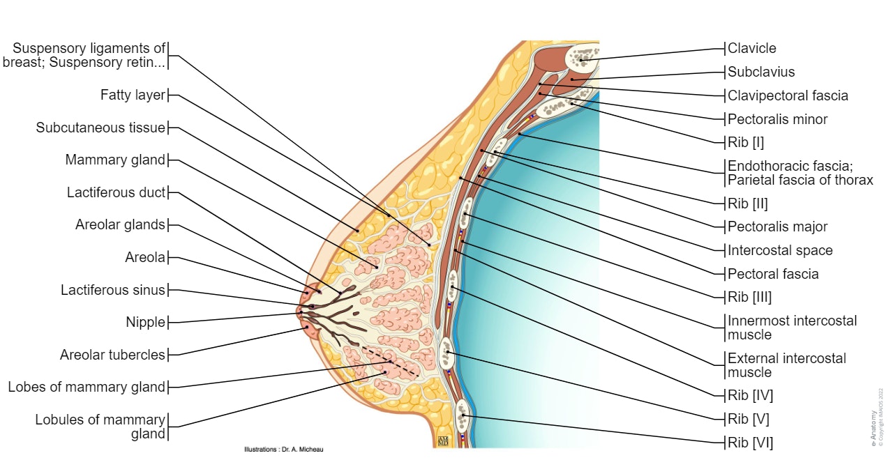 Breast - Anatomy : Sagittal section (Illustrations: A. Micheau - MD - Imaios)
