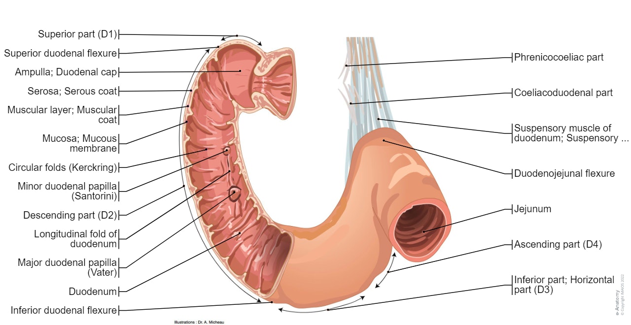 Duodenum - Anatomy: Illustrations: A. Micheau - MD