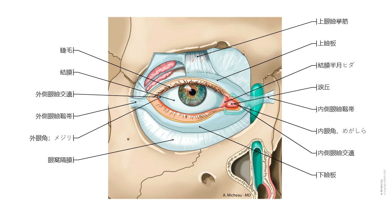 涙器 - 眼窩隔膜: 上瞼板, 内側眼瞼靱帯, 涙嚢,  涙腺