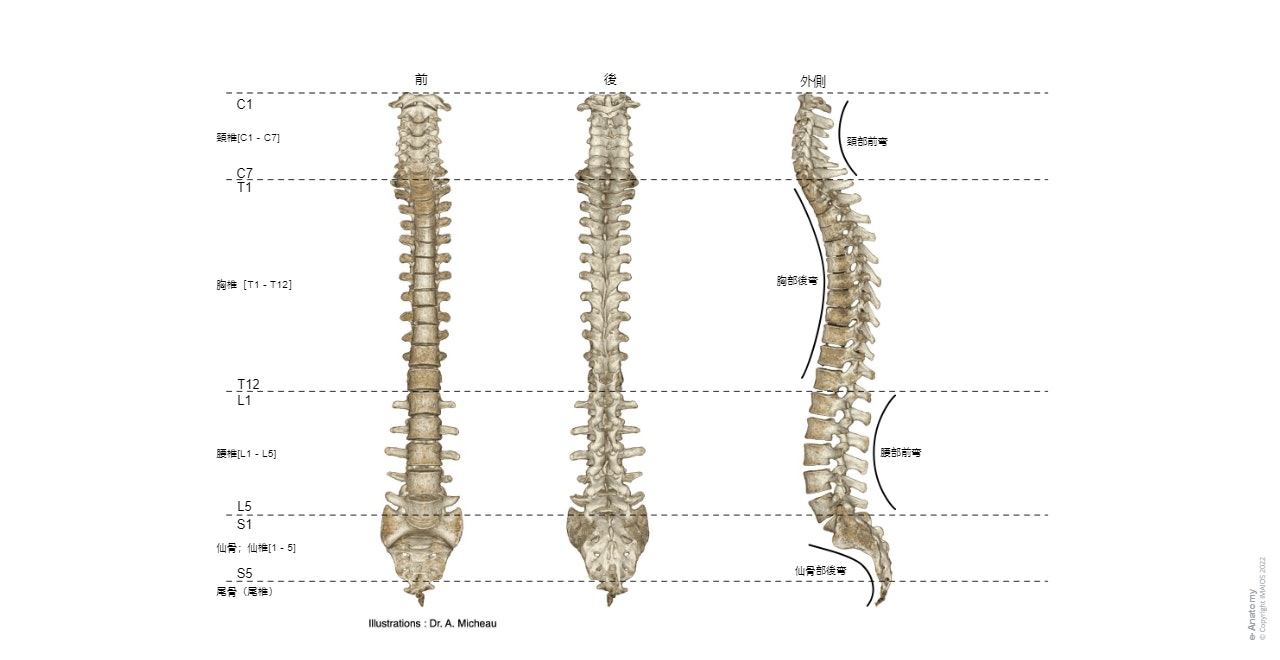 解剖学 : 肋横突関節, 放射状肋骨頭靱帯, 肋横突関節, 肋横突孔