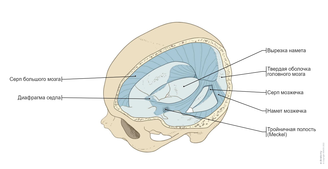 Мозговые оболочки - Твердая оболочка головного мозга : Топографическая анатомия человека - Иллюстрации: А. Мишо : Твердая оболочка головного мозга,  Серп большого мозга,  Намет мозжечка,  Вырезка намета,  Серп мозжечка,  Диафрагма седла,  Тройничная полость, Твердая оболочка; пахименинкс