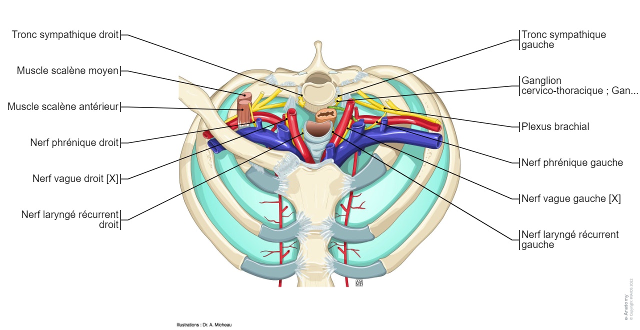 Ouverture supérieure du thorax : Artère subclavière - Veine subclavière - Plexus brachial