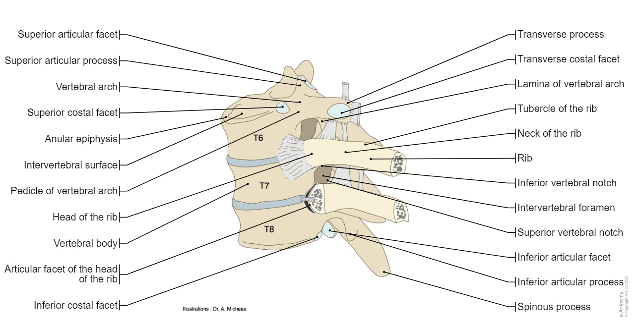 costovertebral joints anatomy, vetebral column, radiate ligament of rib, superior transverse ligament, anatomycal, diagram, illustration , A. Micheau - MD