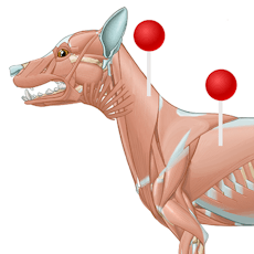 Perro - Miología (ilustraciones) con alfileres