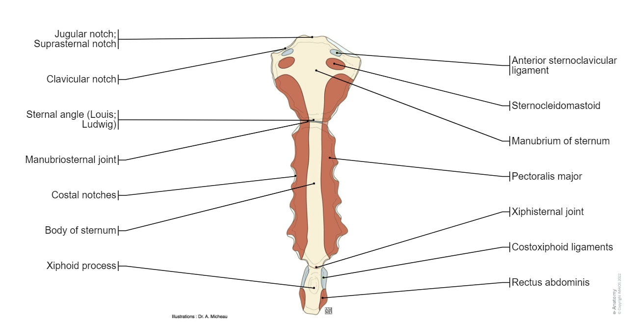 Sternum (Muscles-Attachment) : Manubrium of sternum Clavicular notch Jugular notch; Suprasternal notch Sternal angle Body of sternum Xiphoid process Costal notches
