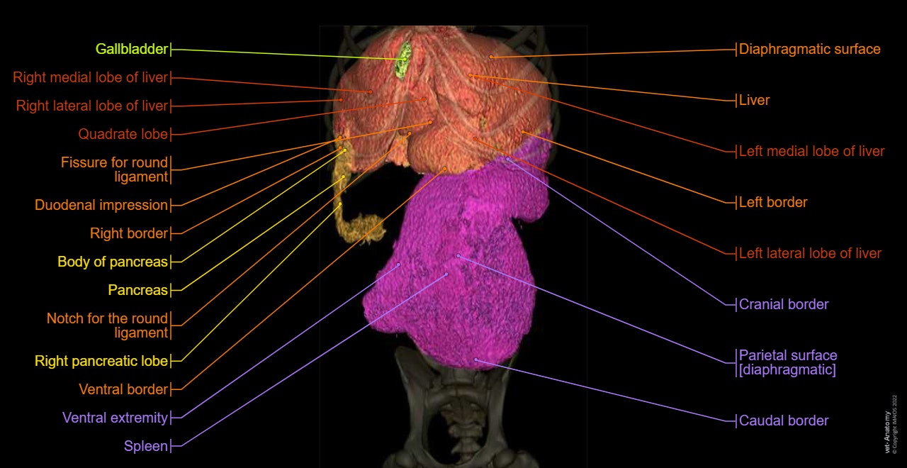 3D - Anatomy atlas - Dog: Liver, Gallbladder, Liver, Pancreas, Spleen