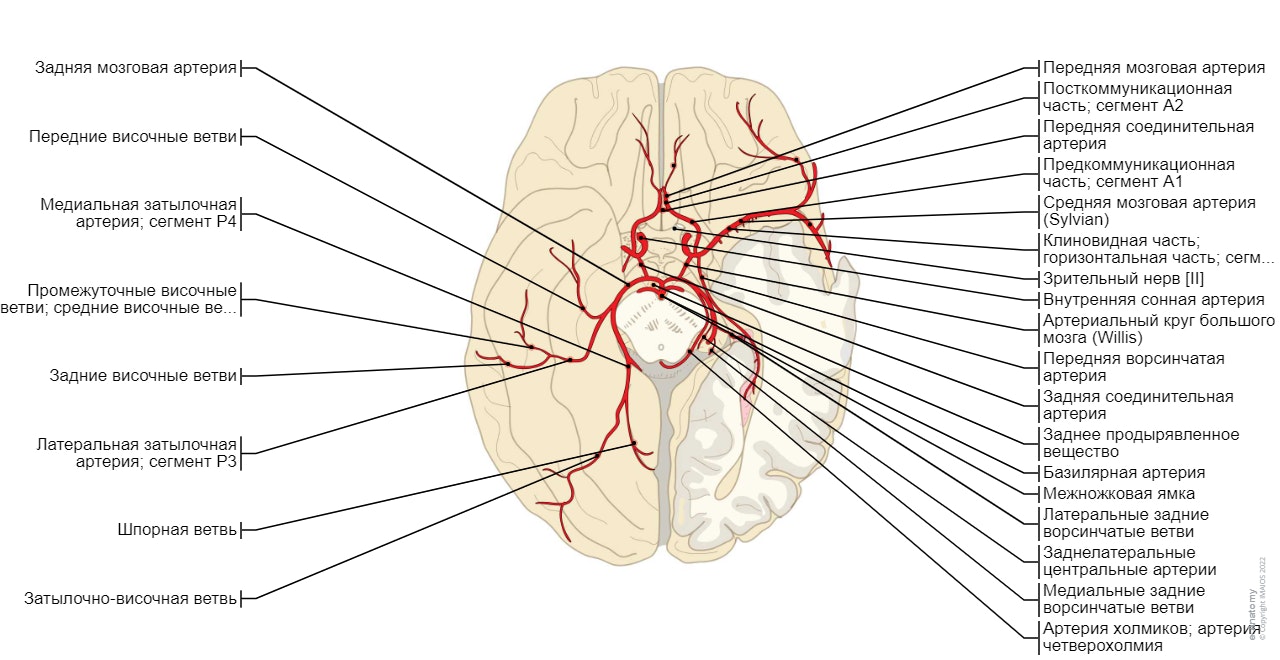 Артерии головного мозга : Артериальный круг большого мозга, Передняя мозговая артерия, Средняя мозговая артерия, Задняя мозговая артерия, Задняя соединительная артерия, Передняя соединительная артерия