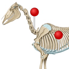 horse osteology illustrations with pins
