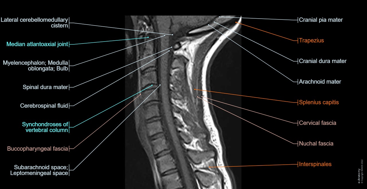 Cervical spine MRI: normal anatomy