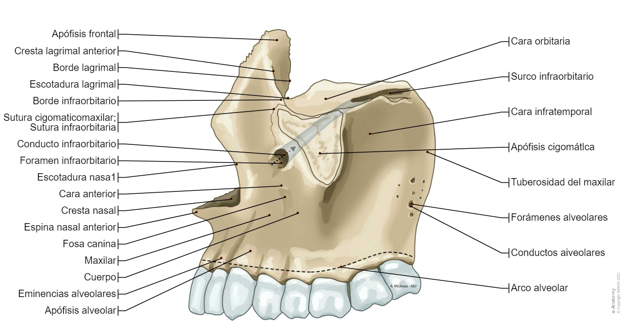 Maxilar-Cráneo: Conducto infraorbitario, Foramen infraorbitario, Espina nasal anterior, Tuberosidad del maxilar, Apófisis cigomátlca,