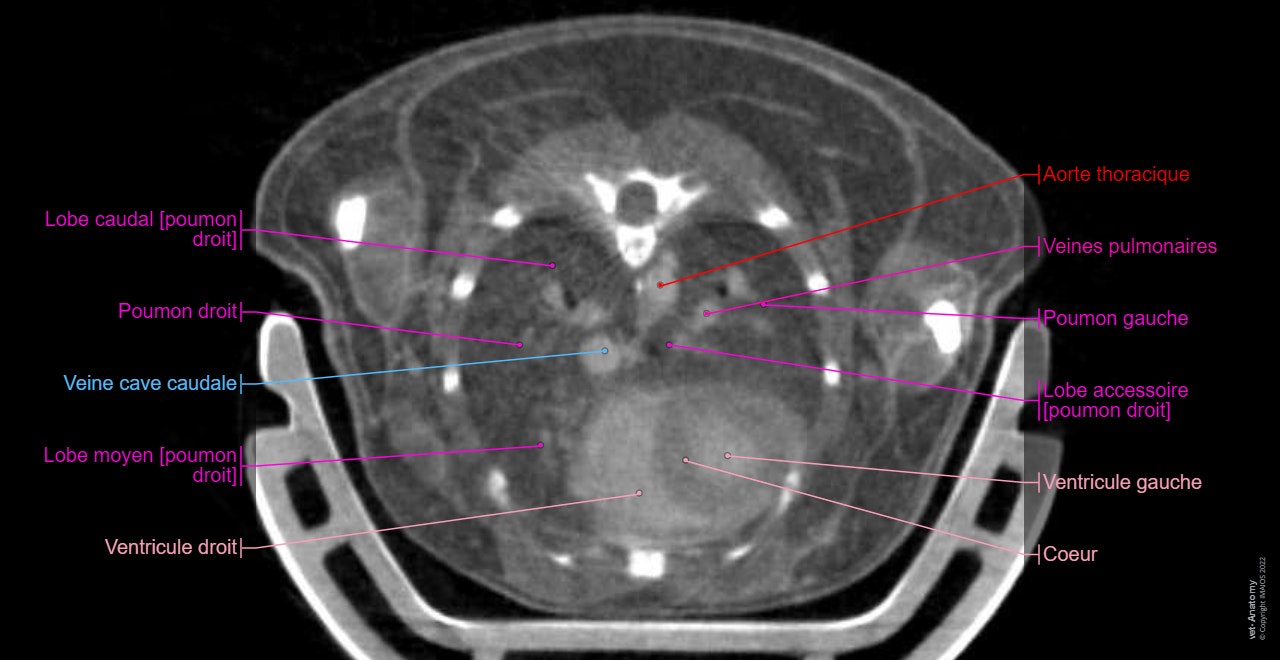 murine-model-imaging-ct-atlas-lungs-heart-fr