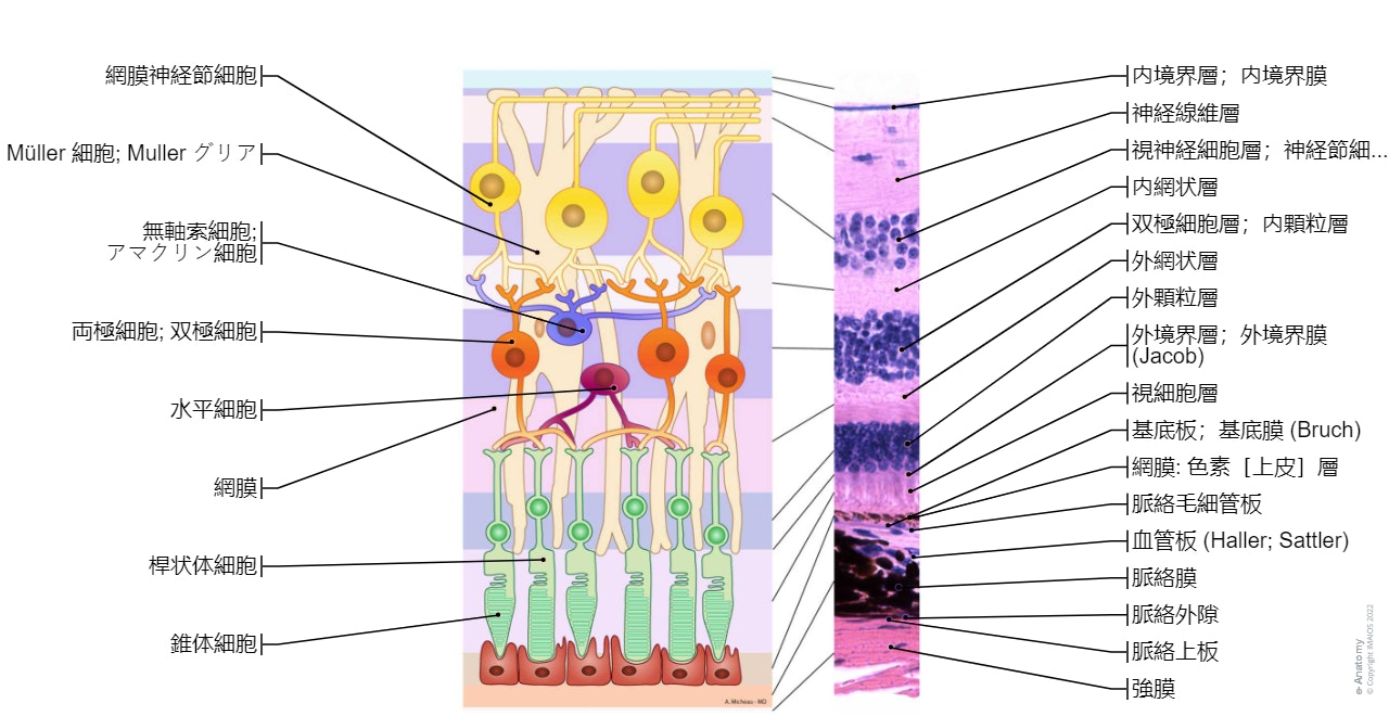 網膜-組織学: 桿状体細胞, 錐体細胞, 網膜神経節細胞, Müller 細胞; Muller グリア, 無軸索細胞; アマクリン細胞, 両極細胞; 双極細胞, 水平細胞