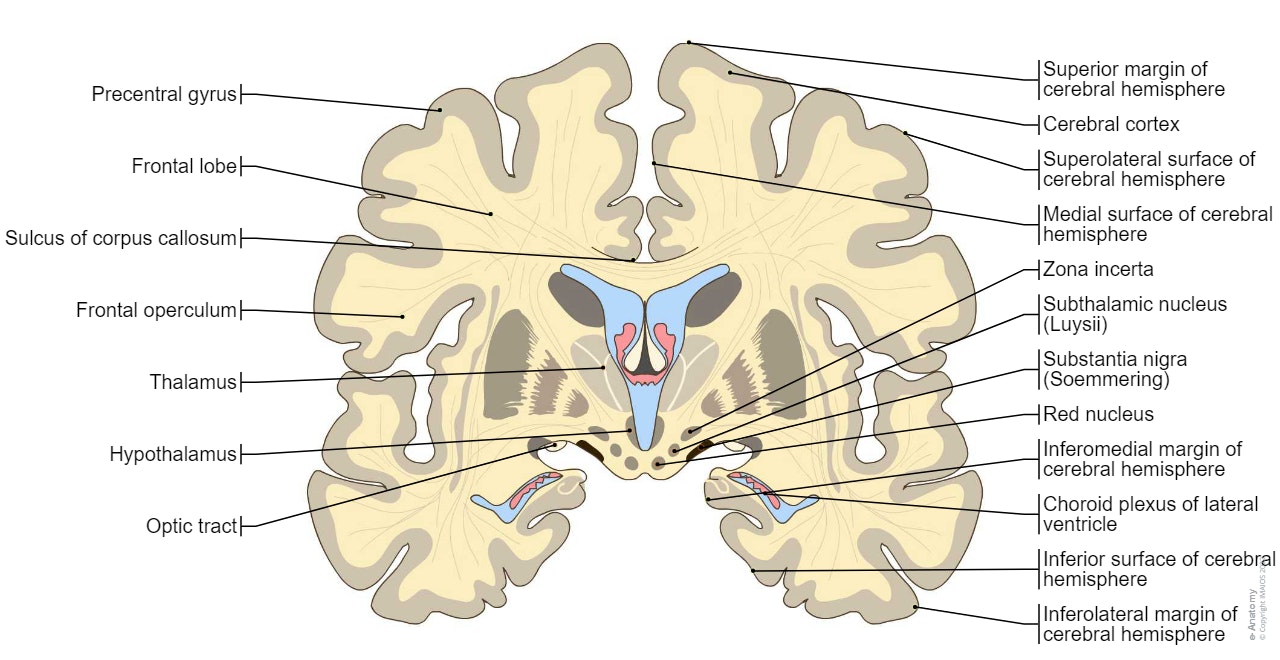 Brain - Coronal section : Brain - Anatomy diagram, Brain, Cross-sectional anatomy