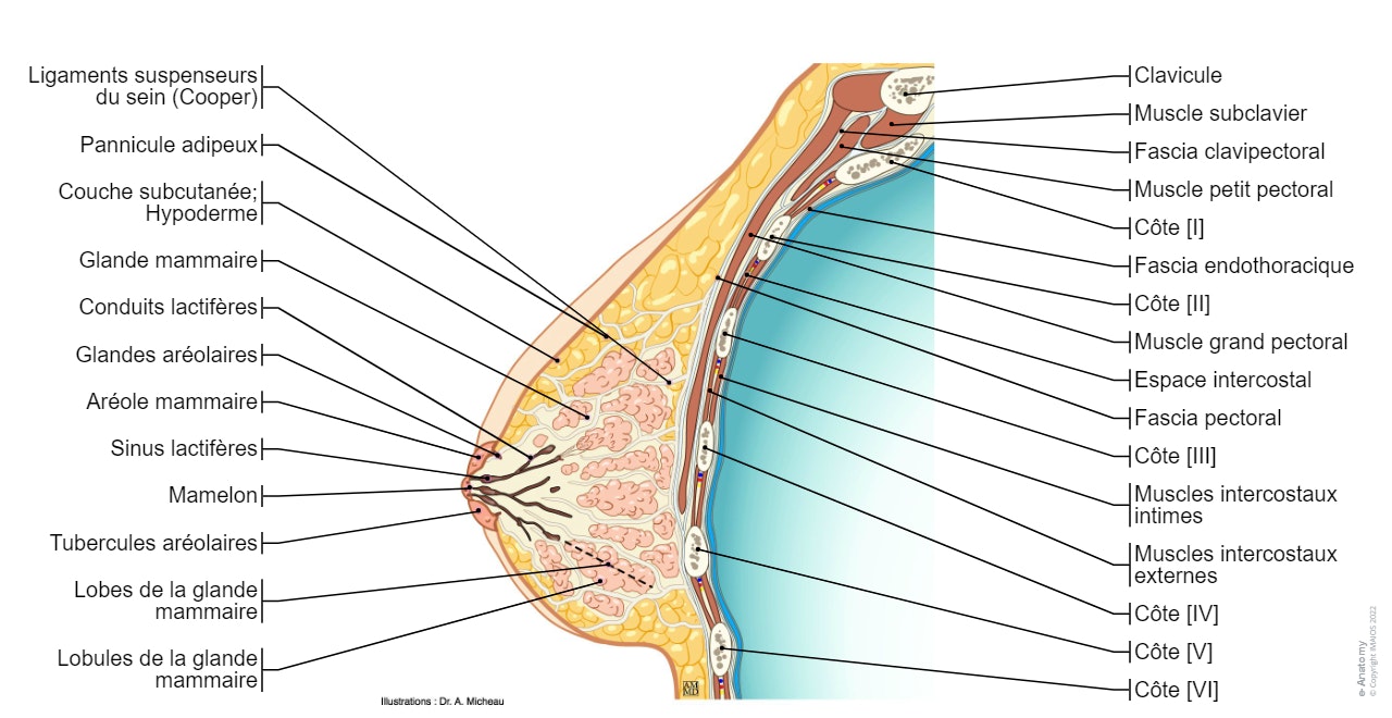 Sein - Anatomie : Coupe sagittale (Illustrations : Dr. A. Micheau - Imaios)