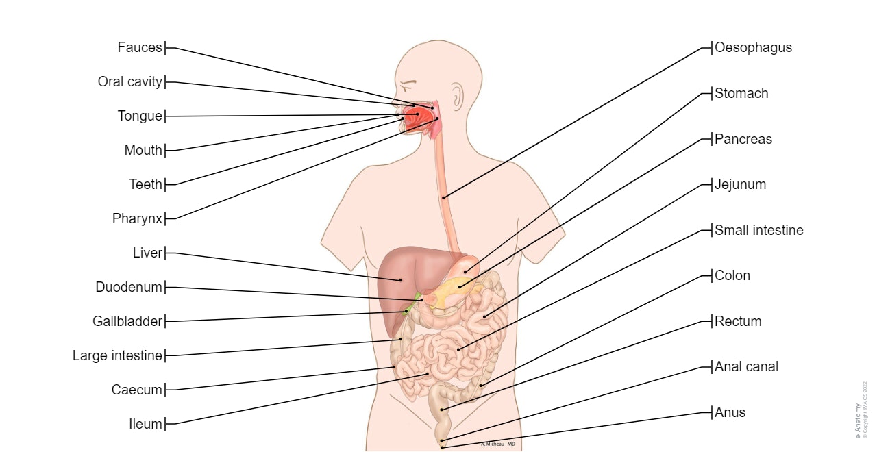 Alimentary system - Schematic: General Anatomy