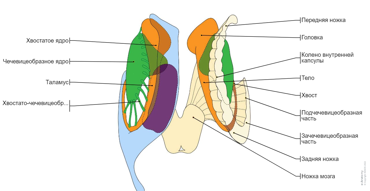 Базальные ядра и связанные с ними структуры : Хвостатое ядро, Головка, Тело, Хвост, Чечевицеобразное ядро, Внутренняя капсула, Хвостато-чечевицеобразные серые мостики, Передняя ножка, Передняя лучистость таламуса, Лобно-мостовой путь, Колено внутренней капсулы, Корково-ядерные волокна, Задняя ножка, Центральная лучистость таламуса, Таламус