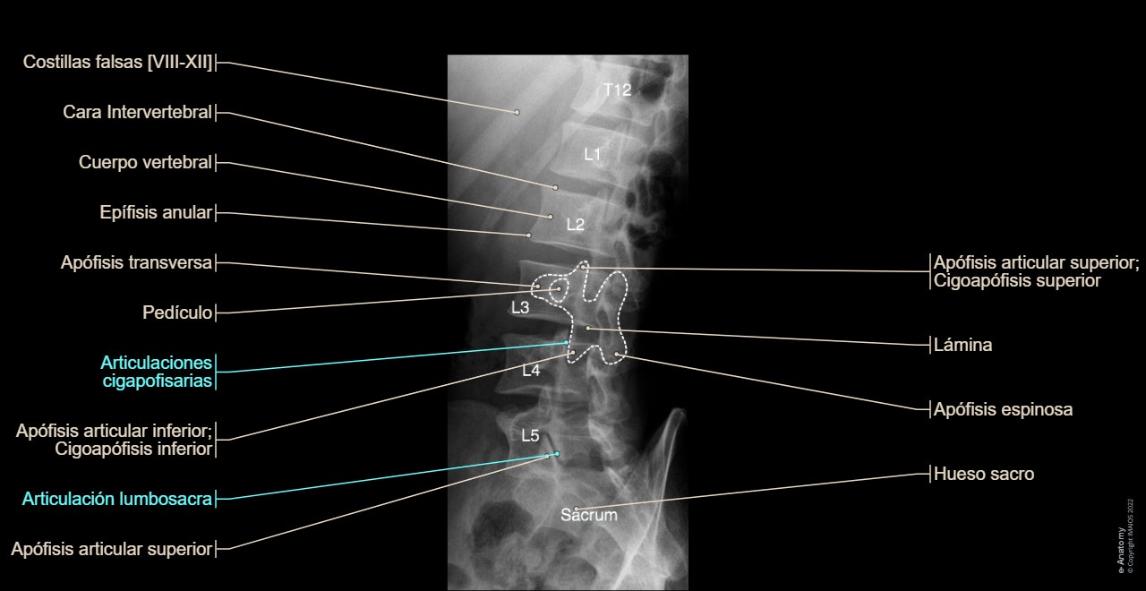 Columna vertebral radiografía estándar : anatomía normal