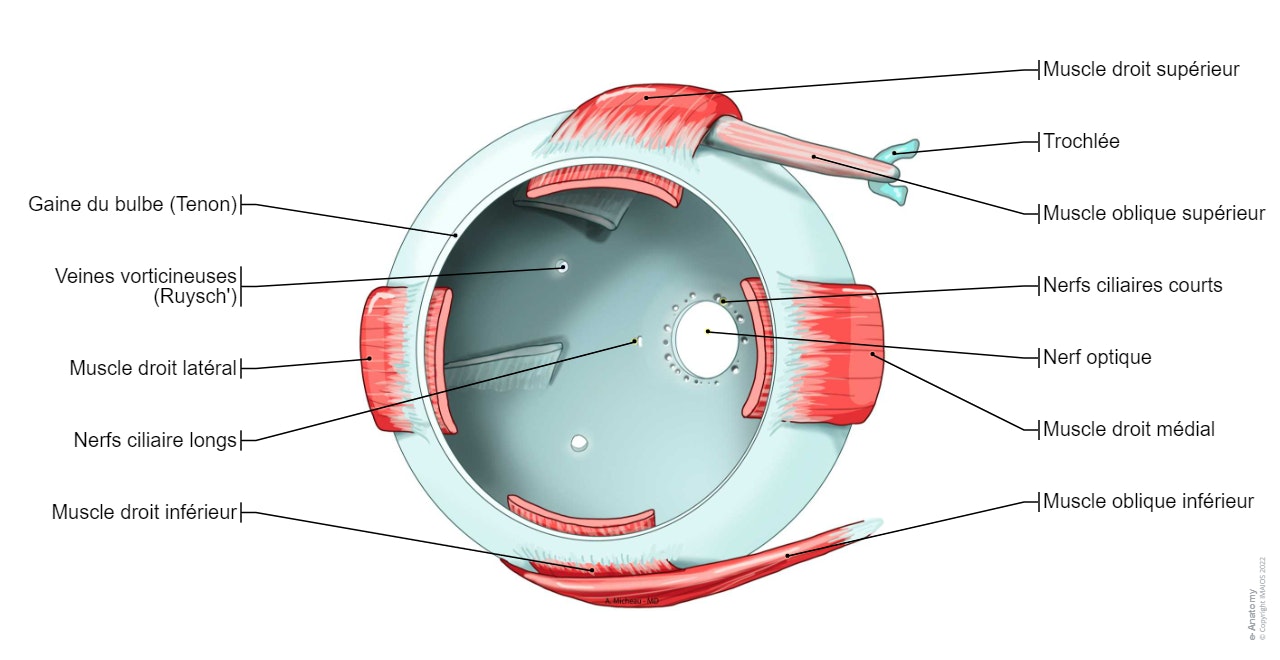 Gaine du bulbe (Tenon) - Muscles externes de l'oeil: Muscle droit supérieur, Muscle droit inférieur, Muscle droit médial, Muscle oblique supérieur, Trochlée, Muscle oblique inférieur